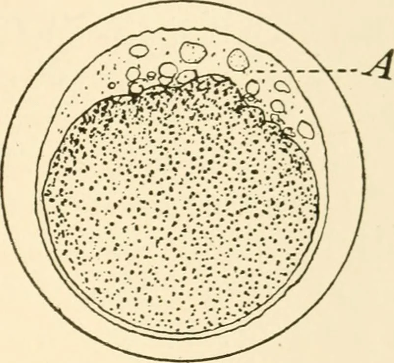 An illustration from The mechanistic conception of life : biological essays, 1912, leaf 170