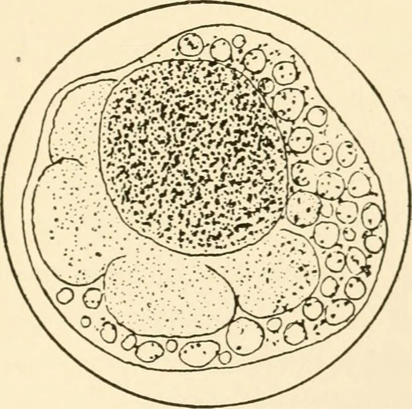 An illustration from The mechanistic conception of life : biological essays, 1912, leaf 170