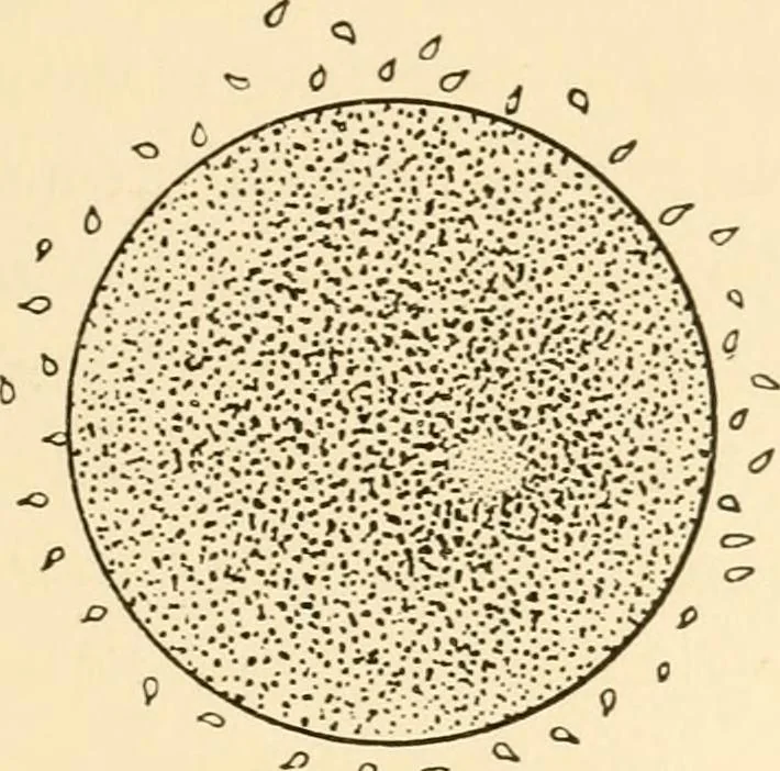 An illustration from The mechanistic conception of life : biological essays, 1912, leaf 18
