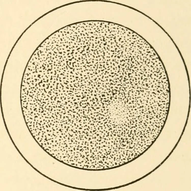 An illustration from The mechanistic conception of life : biological essays, 1912, leaf 18