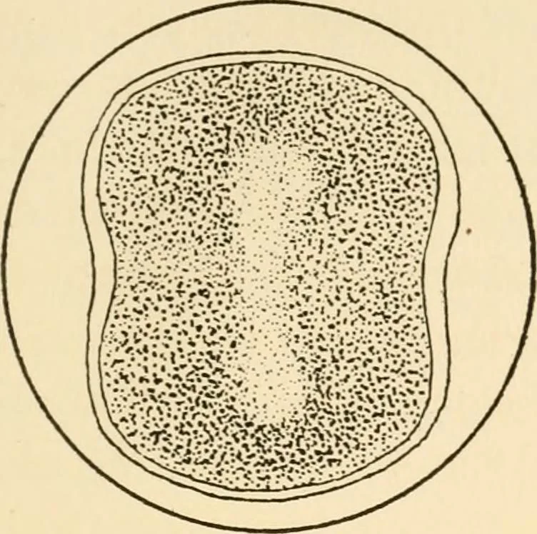 An illustration from The mechanistic conception of life : biological essays, 1912, leaf 20