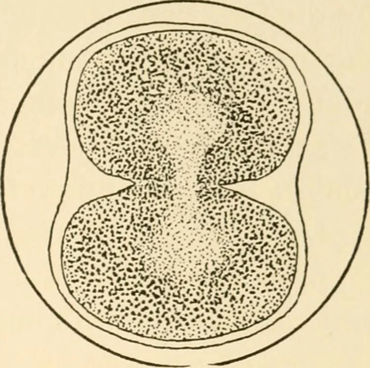 An illustration from The mechanistic conception of life : biological essays, 1912, leaf 20
