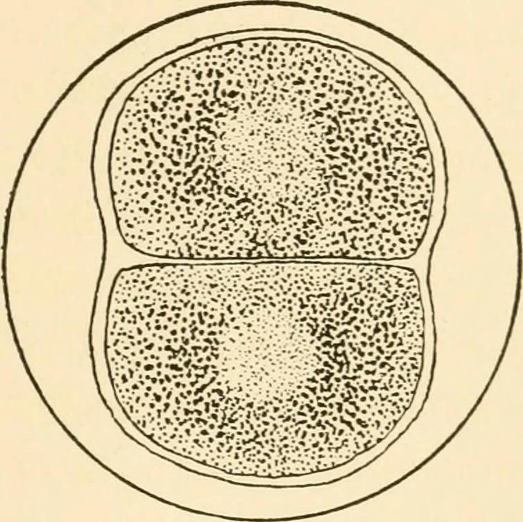 An illustration from The mechanistic conception of life : biological essays, 1912, leaf 20