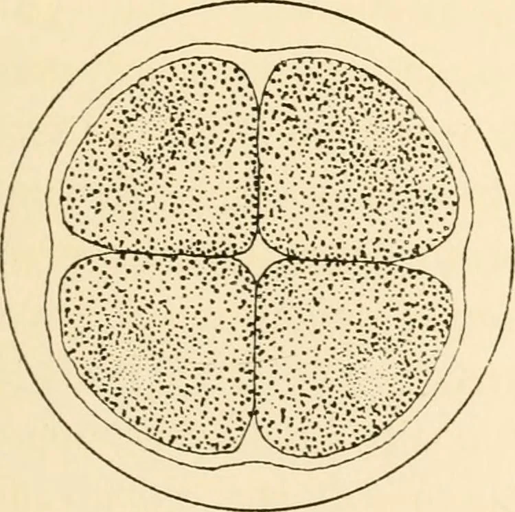 An illustration from The mechanistic conception of life : biological essays, 1912, leaf 20
