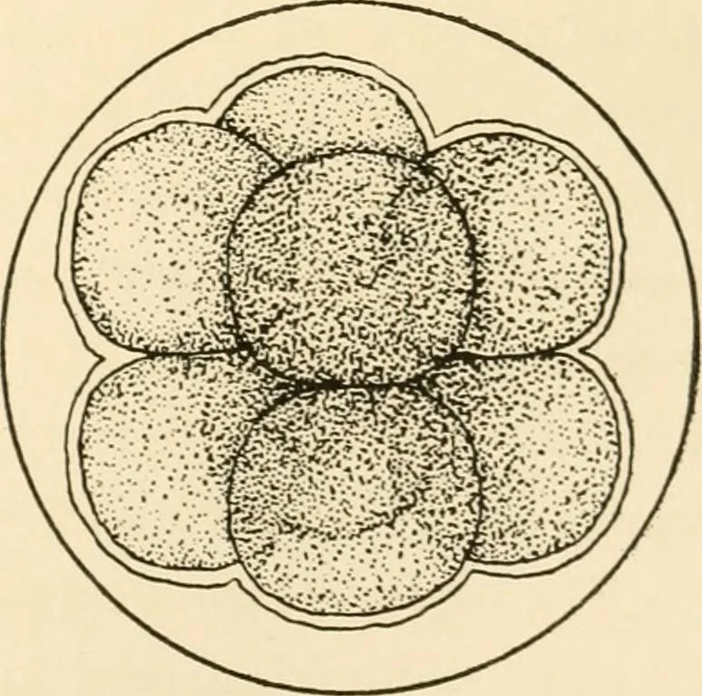 An illustration from The mechanistic conception of life : biological essays, 1912, leaf 20