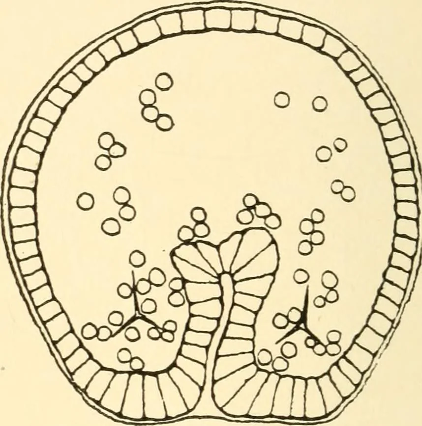 An illustration from The mechanistic conception of life : biological essays, 1912, leaf 21