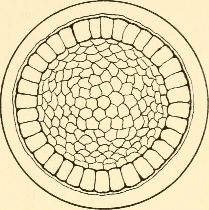 An illustration from The mechanistic conception of life : biological essays, 1912, leaf 21