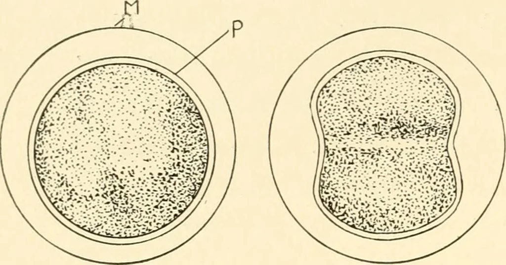 An illustration from The mechanistic conception of life : biological essays, 1912, leaf 217