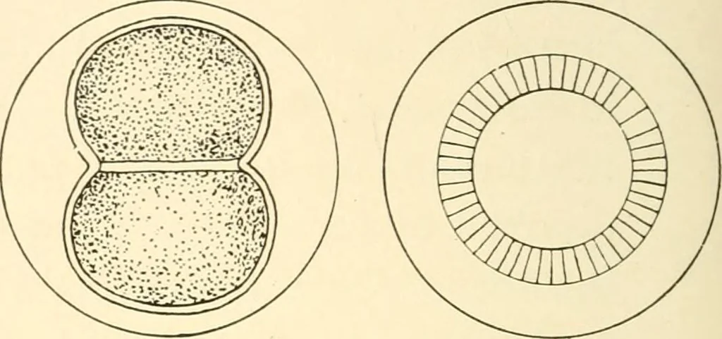 An illustration from The mechanistic conception of life : biological essays, 1912, leaf 217