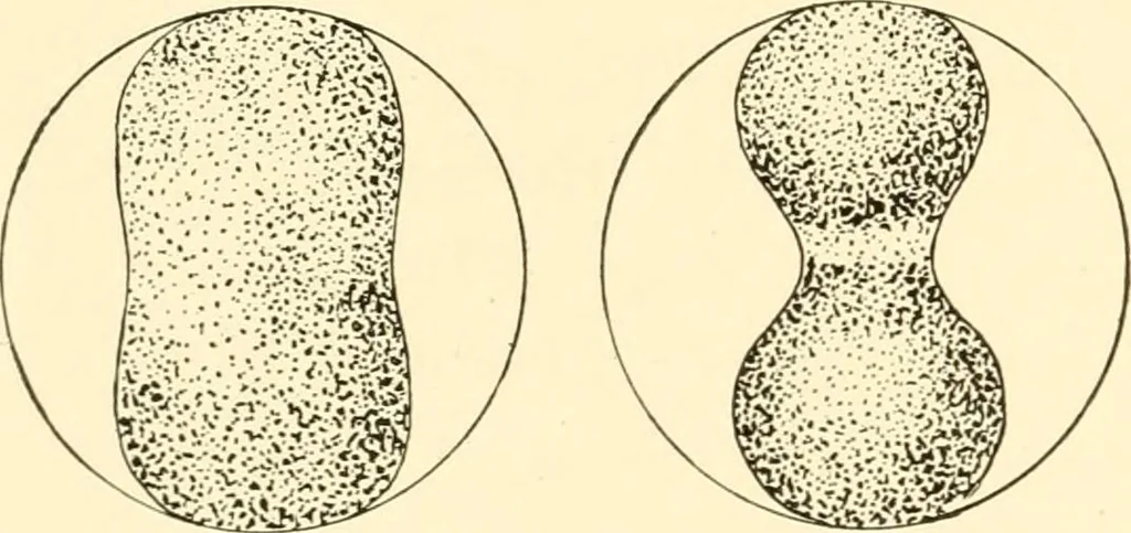 An illustration from The mechanistic conception of life : biological essays, 1912, leaf 217