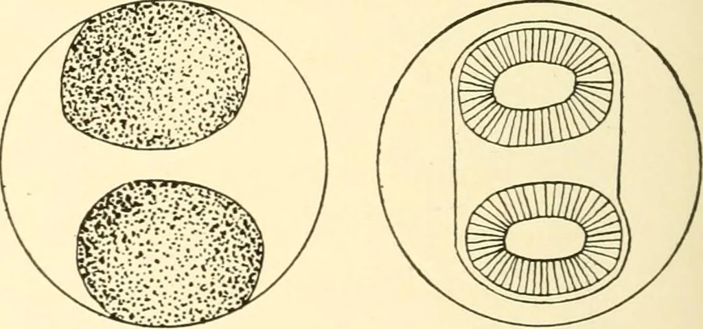 An illustration from The mechanistic conception of life : biological essays, 1912, leaf 217
