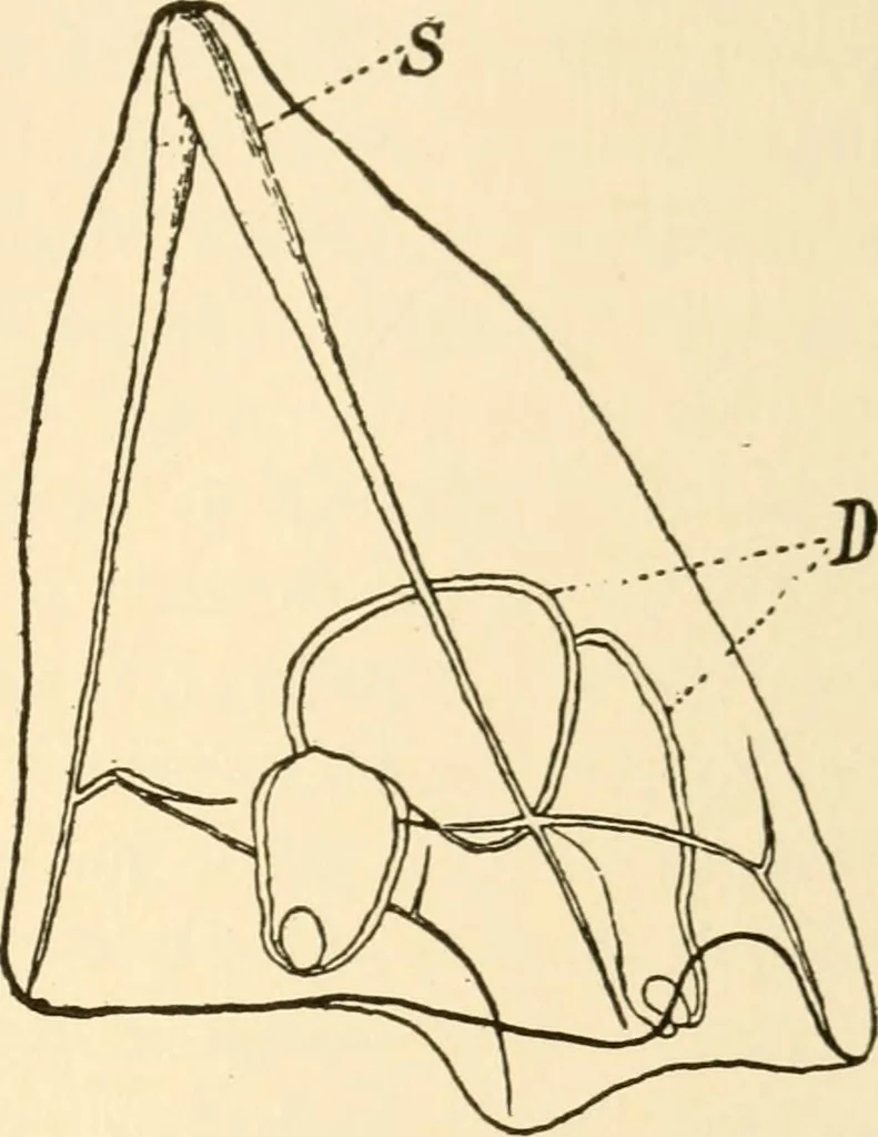 An illustration from The mechanistic conception of life : biological essays, 1912, leaf 22
