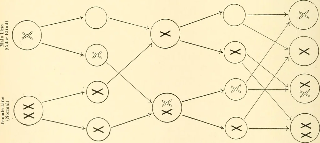 An illustration from The mechanistic conception of life : biological essays, 1912, leaf 33