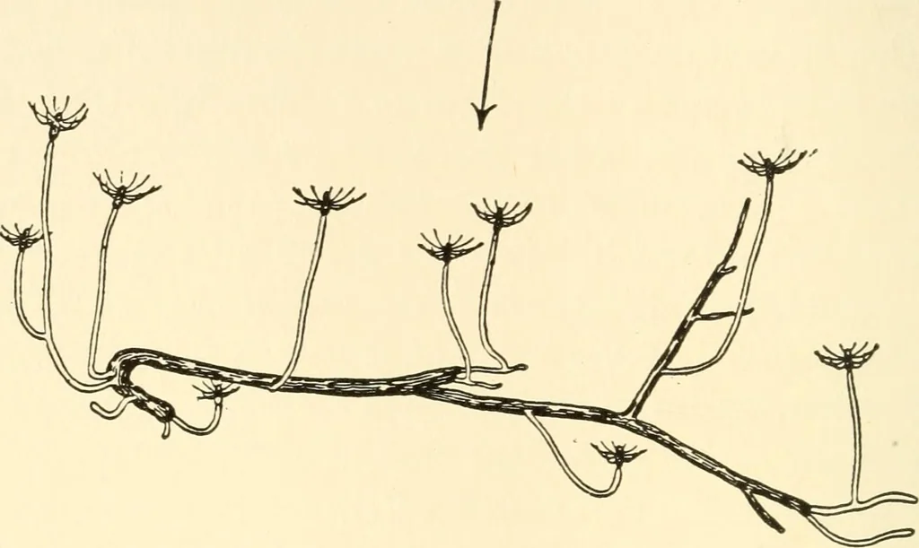 An illustration from The mechanistic conception of life : biological essays, 1912, leaf 39