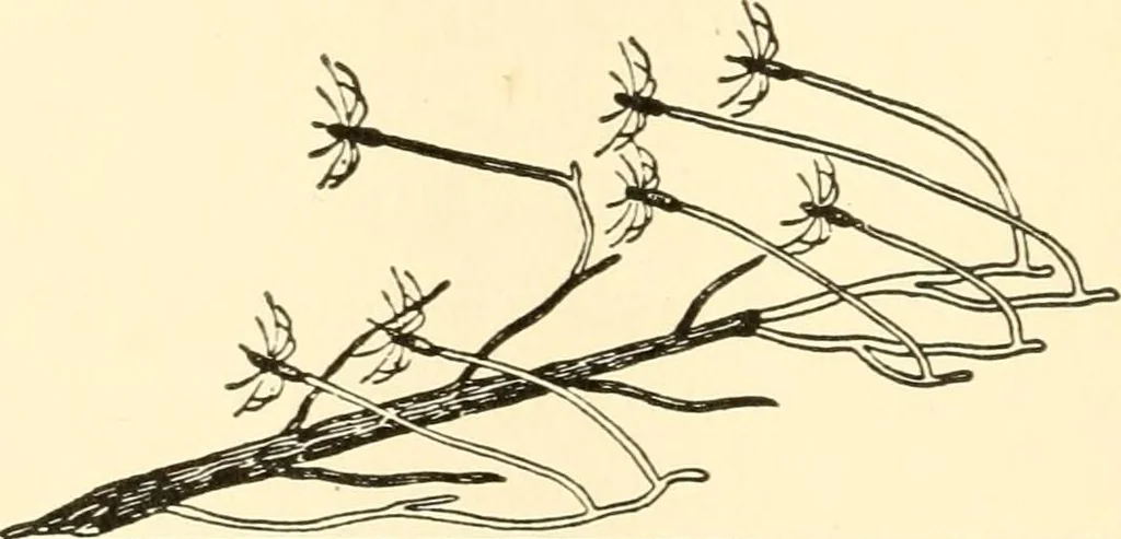 An illustration from The mechanistic conception of life : biological essays, 1912, leaf 39