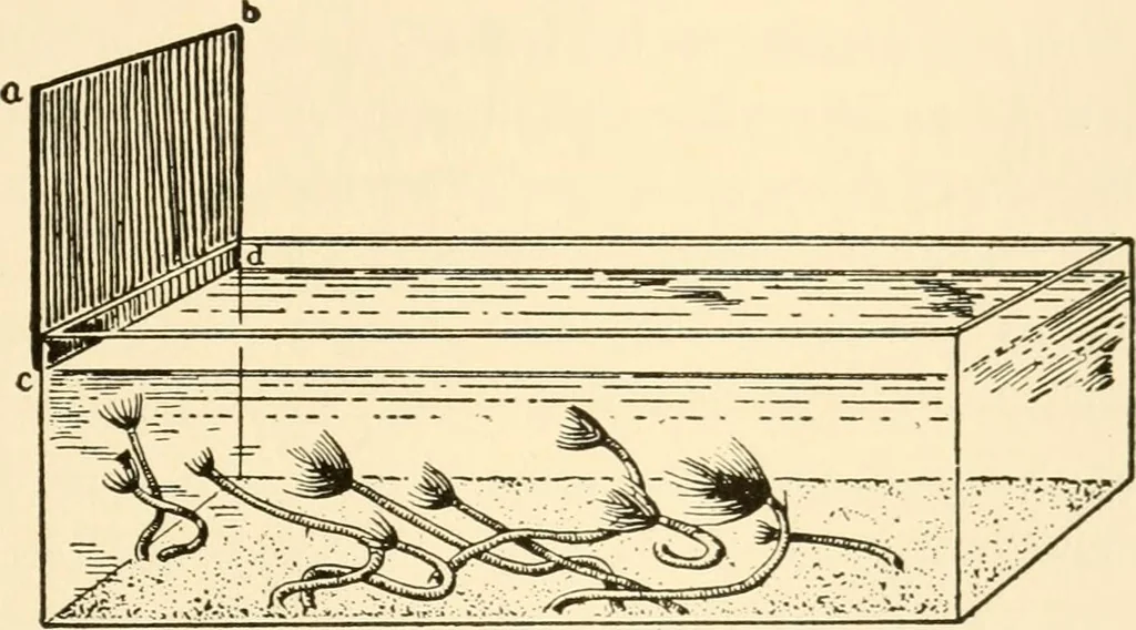 An illustration from The mechanistic conception of life : biological essays, 1912, leaf 40