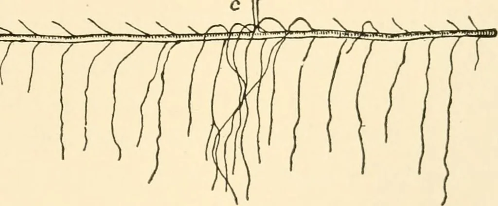 An illustration from The mechanistic conception of life : biological essays, 1912, leaf 98