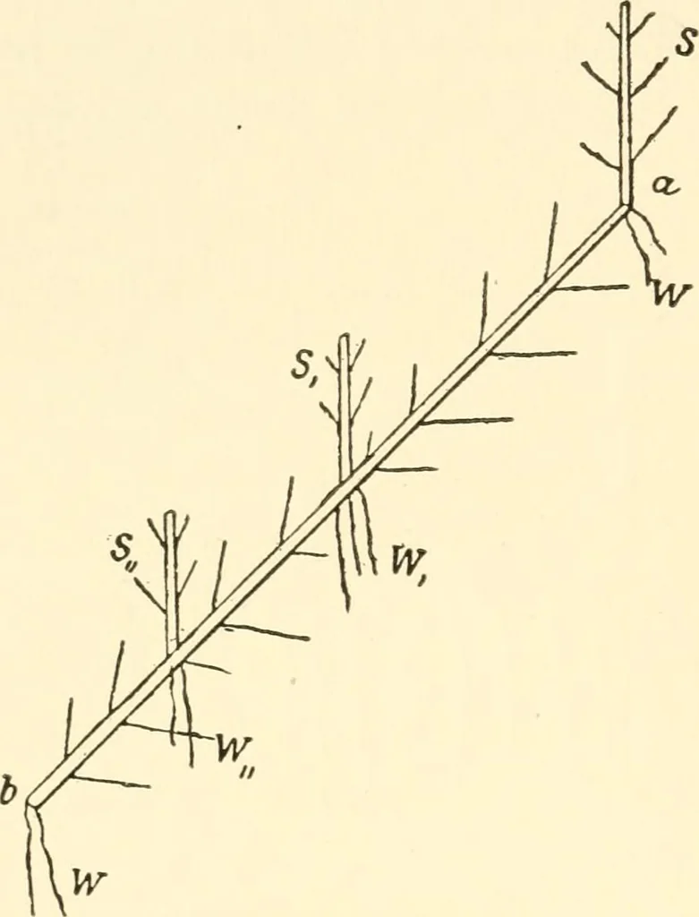 An illustration from The mechanistic conception of life : biological essays, 1912, leaf 99