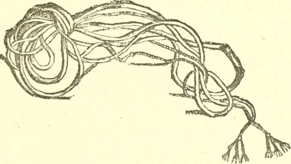 An illustration from Media, Babylon and Persia : including a study of the Zend-Avesta or religion of Zoroaster, from the fall of Nineveh to the Persian war, 1889, leaf 142