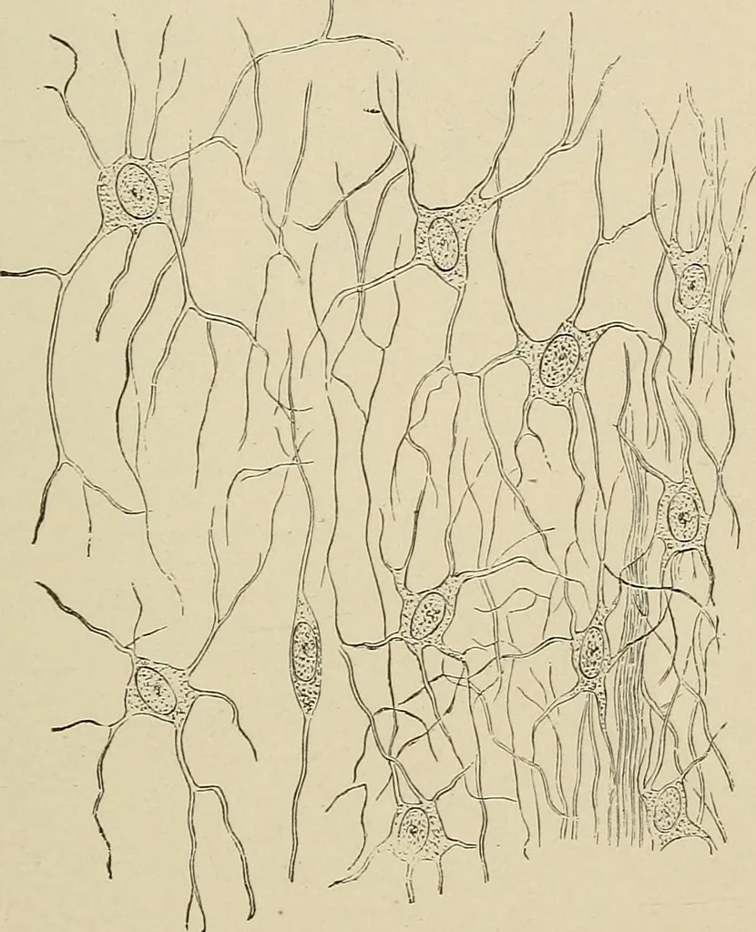 An illustration from Medical microscopy : a guide to the use of the microscope in medical practice, 1898, leaf 170