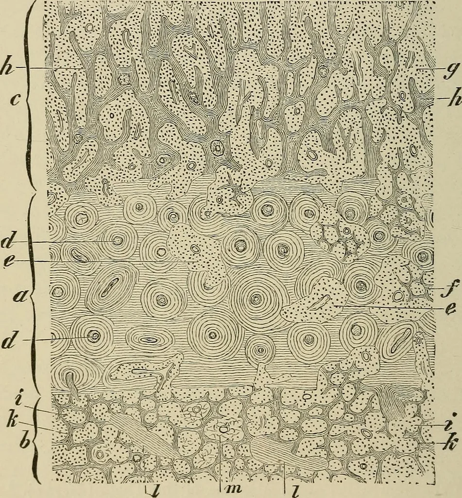 An illustration from Medical microscopy : a guide to the use of the microscope in medical practice, 1898, leaf 171