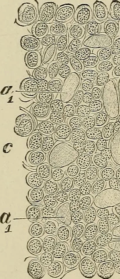 An illustration from Medical microscopy : a guide to the use of the microscope in medical practice, 1898, leaf 173