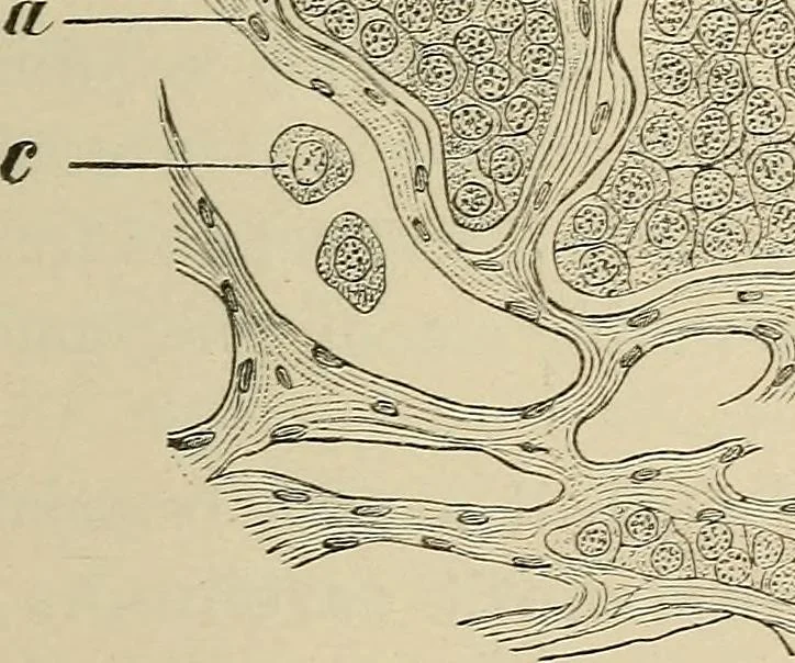 An illustration from Medical microscopy : a guide to the use of the microscope in medical practice, 1898, leaf 180