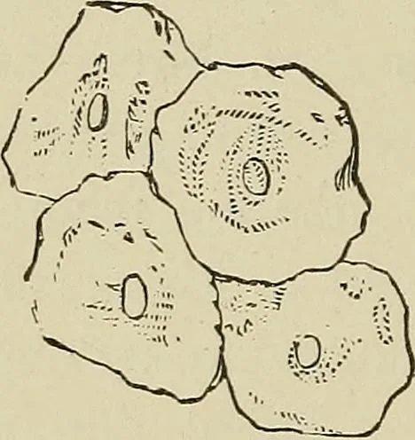 An illustration from Medical microscopy : a guide to the use of the microscope in medical practice, 1898, leaf 185