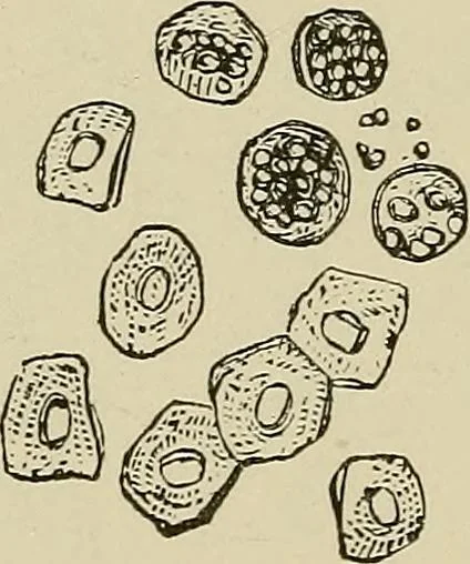 An illustration from Medical microscopy : a guide to the use of the microscope in medical practice, 1898, leaf 187