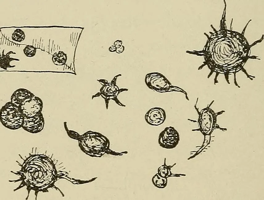 An illustration from Medical microscopy : a guide to the use of the microscope in medical practice, 1898, leaf 217