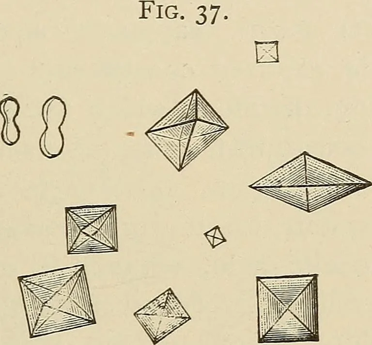 An illustration from Medical microscopy : a guide to the use of the microscope in medical practice, 1898, leaf 218