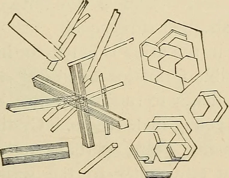 An illustration from Medical microscopy : a guide to the use of the microscope in medical practice, 1898, leaf 220