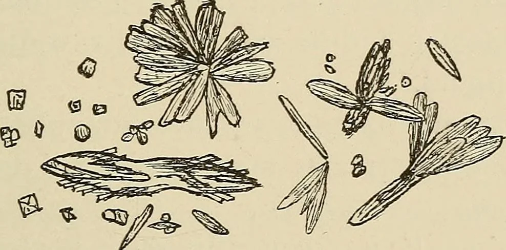 An illustration from Medical microscopy : a guide to the use of the microscope in medical practice, 1898, leaf 226