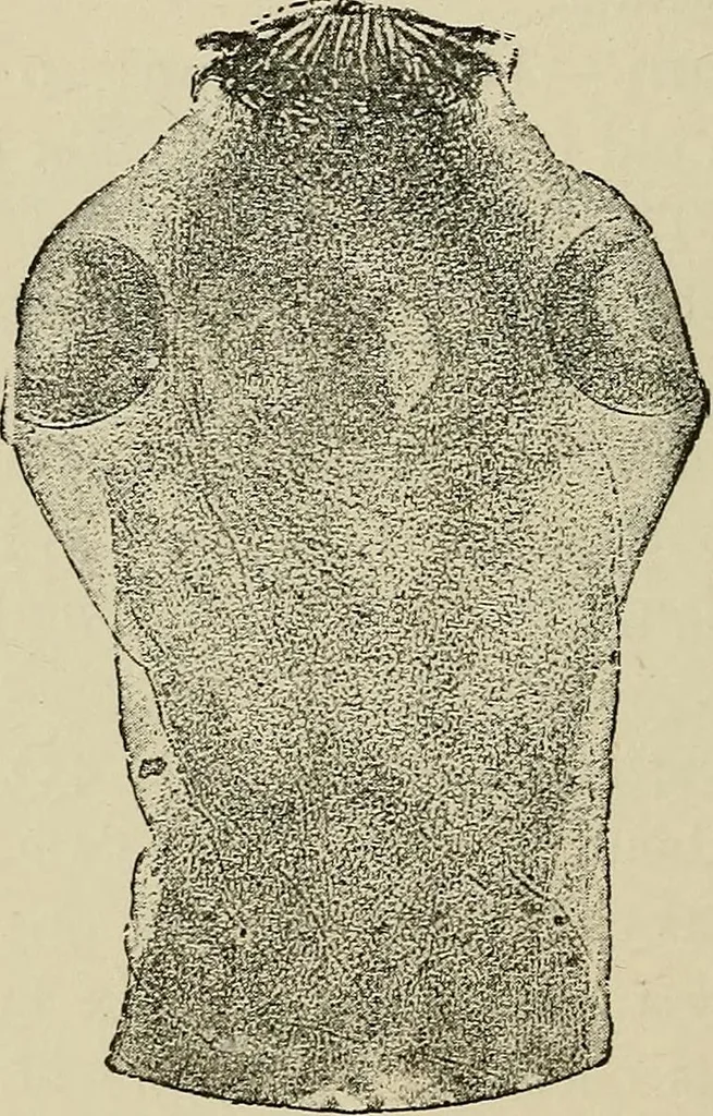 An illustration from Medical microscopy : a guide to the use of the microscope in medical practice, 1898, leaf 255