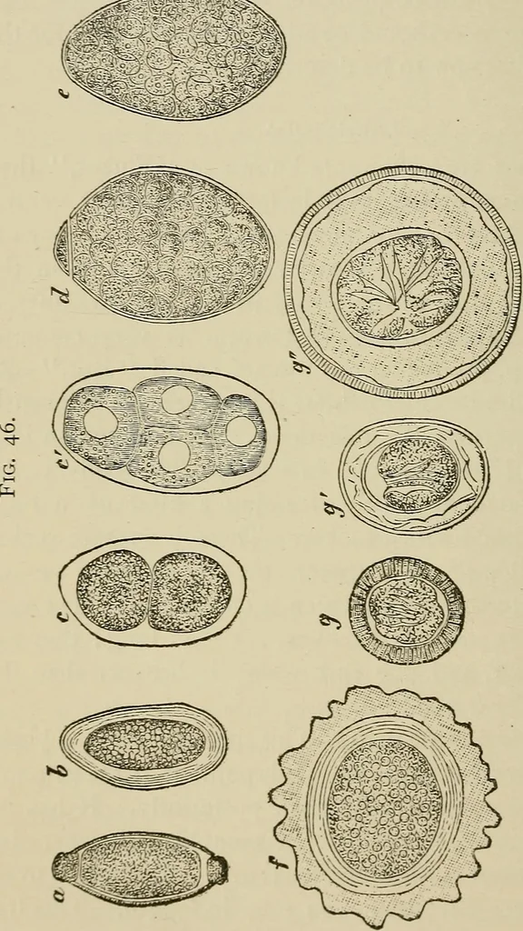 An illustration from Medical microscopy : a guide to the use of the microscope in medical practice, 1898, leaf 259