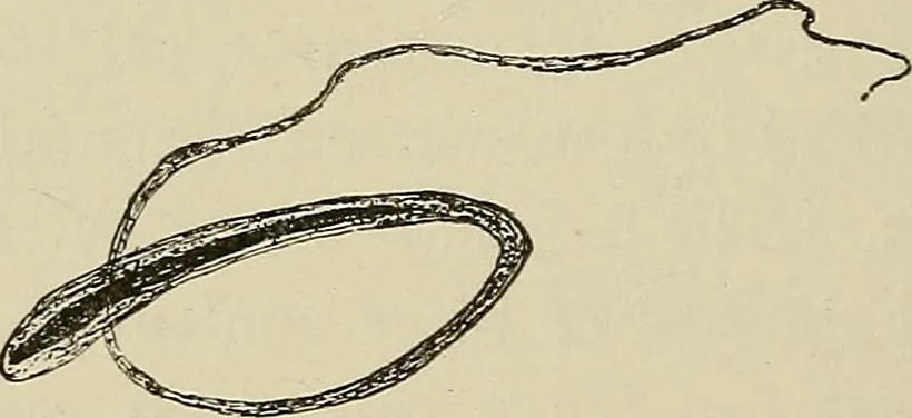 An illustration from Medical microscopy : a guide to the use of the microscope in medical practice, 1898, leaf 261