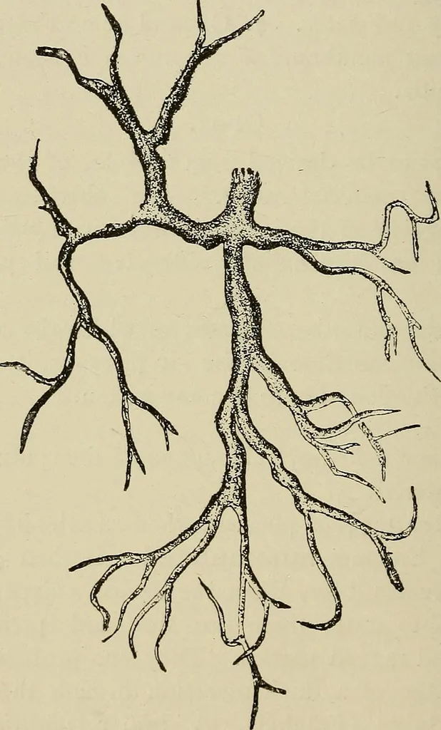 An illustration from Medical microscopy : a guide to the use of the microscope in medical practice, 1898, leaf 271