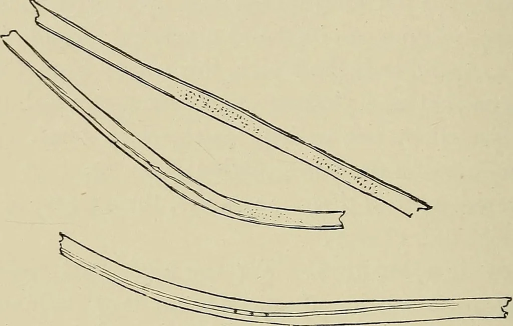 An illustration from Medical microscopy : a guide to the use of the microscope in medical practice, 1898, leaf 293