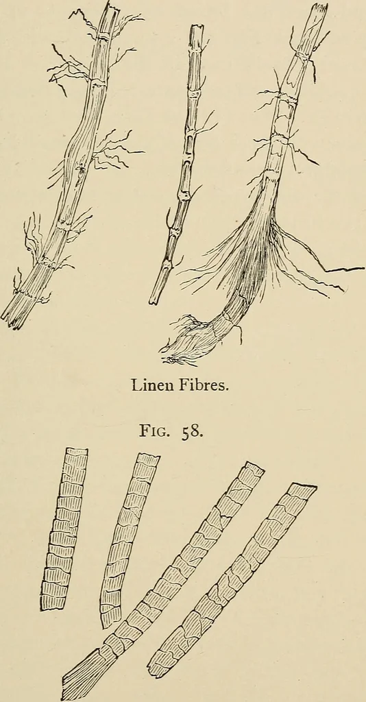 An illustration from Medical microscopy : a guide to the use of the microscope in medical practice, 1898, leaf 294