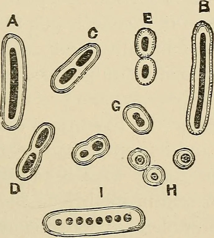 An illustration from Medical microscopy : a guide to the use of the microscope in medical practice, 1898, leaf 304