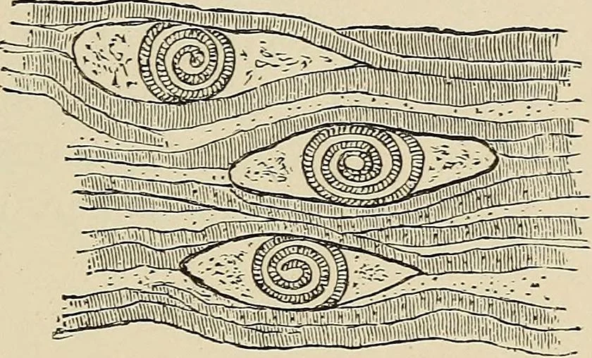 An illustration from Medical microscopy : a guide to the use of the microscope in medical practice, 1898, leaf 322