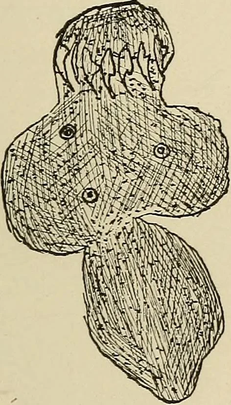 An illustration from Medical microscopy : a guide to the use of the microscope in medical practice, 1898, leaf 324