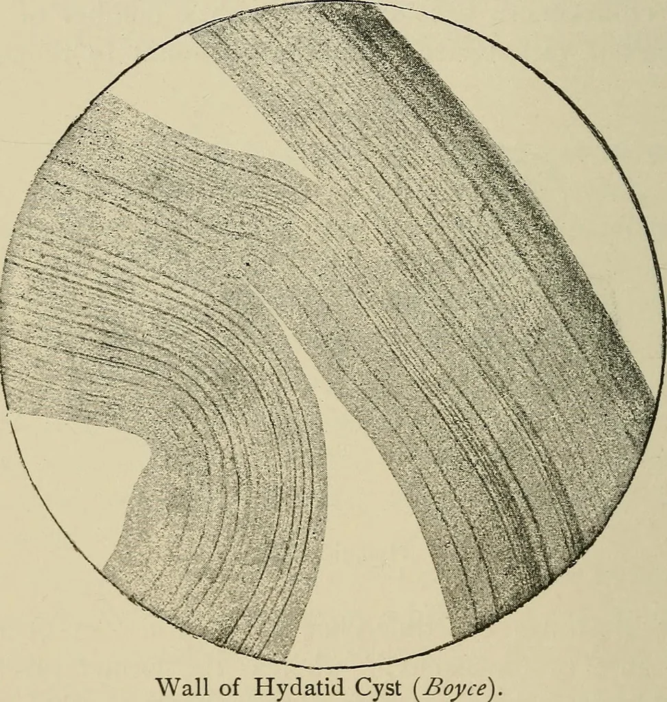 An illustration from Medical microscopy : a guide to the use of the microscope in medical practice, 1898, leaf 325
