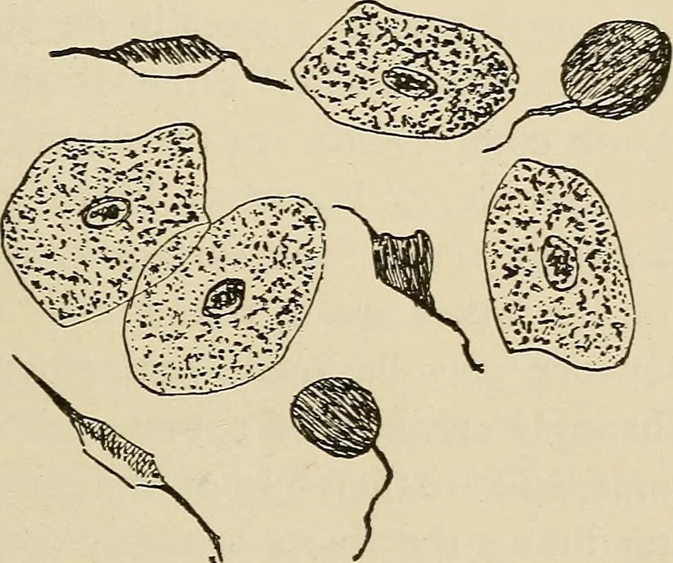 An illustration from Medical microscopy : a guide to the use of the microscope in medical practice, 1898, leaf 332