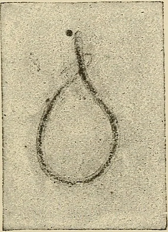An illustration from Medical microscopy : a guide to the use of the microscope in medical practice, 1898, leaf 358