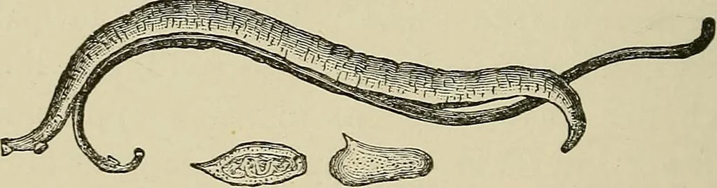 An illustration from Medical microscopy : a guide to the use of the microscope in medical practice, 1898, leaf 361