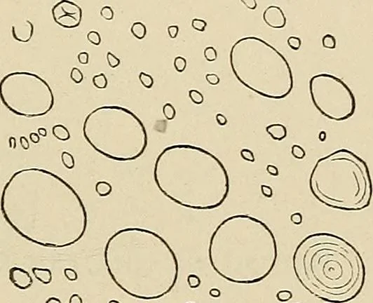 An illustration from Medical microscopy : a guide to the use of the microscope in medical practice, 1898, leaf 370