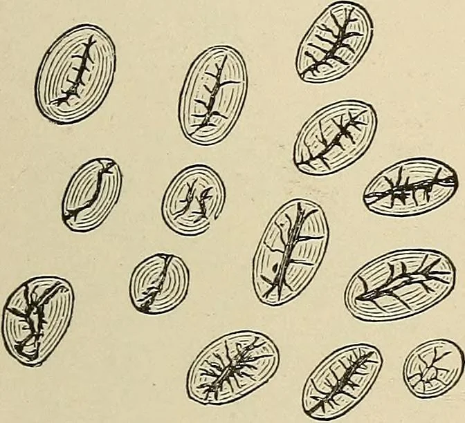 An illustration from Medical microscopy : a guide to the use of the microscope in medical practice, 1898, leaf 374