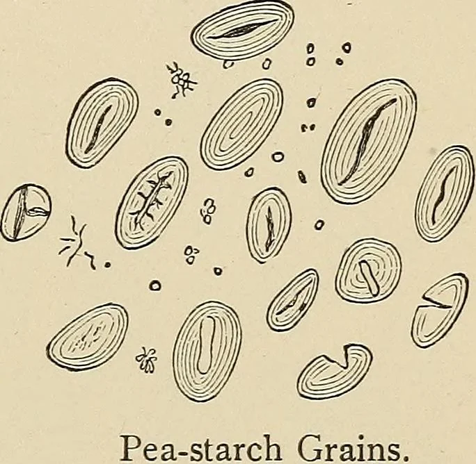 An illustration from Medical microscopy : a guide to the use of the microscope in medical practice, 1898, leaf 374
