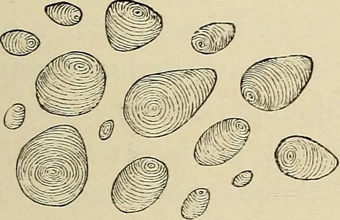 An illustration from Medical microscopy : a guide to the use of the microscope in medical practice, 1898, leaf 376